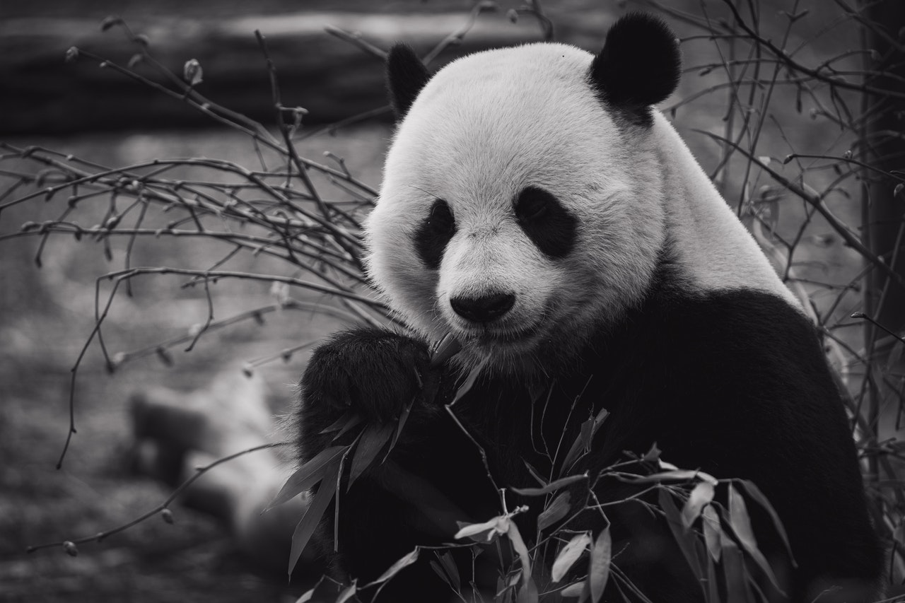 Photo d'un panda